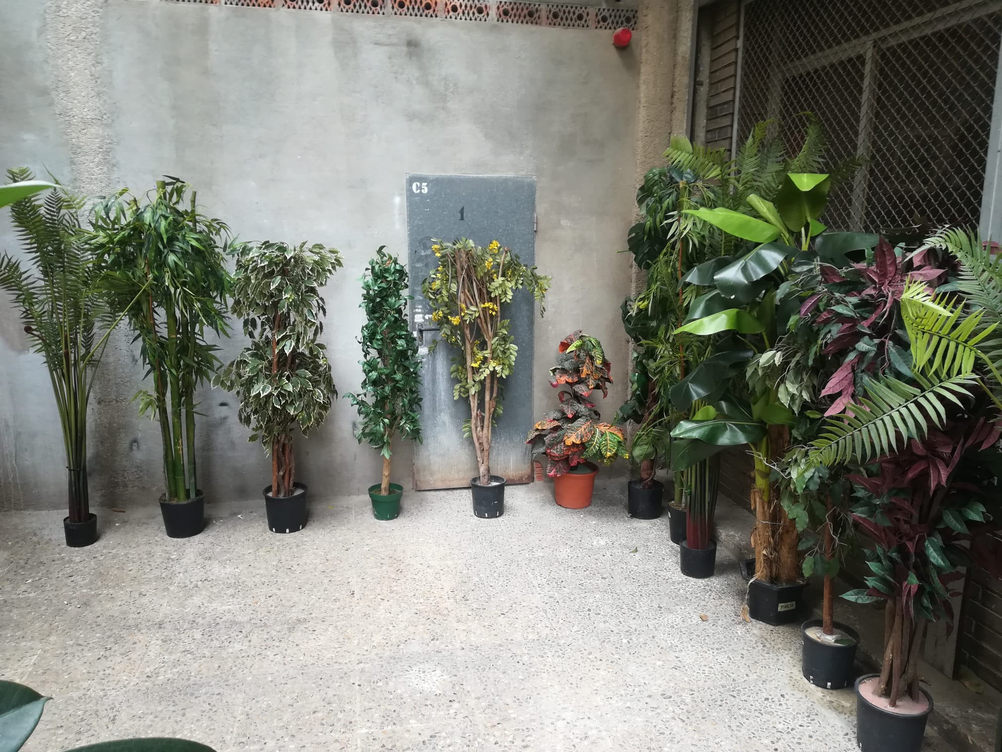 plantas variadas